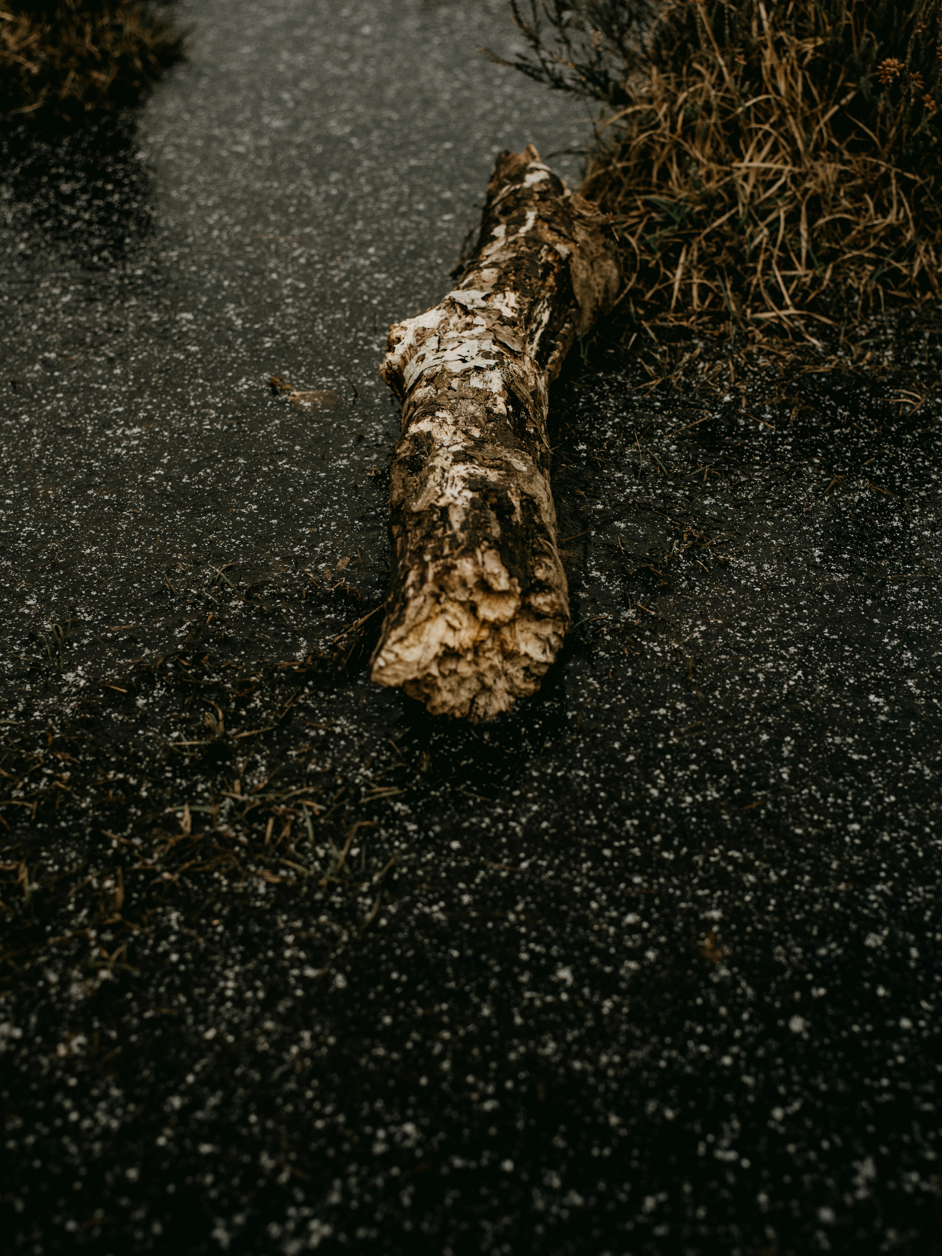 brown tree trunk on black sand